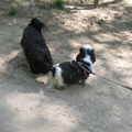 honden foto Reindersmeer 5-5-2013