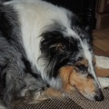 honden foto Sugar