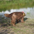 honden foto 