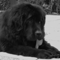 honden foto buiten gek doen kan ik ook heel lief zijn