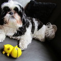 honden foto Bonny jarig 15-5-2013
