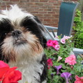 honden foto Bonny jarig 15-5-2013