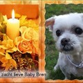 honden foto 