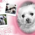 honden foto 