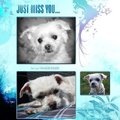 honden foto 