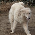 honden foto Vewaarloosde Schotse Collie kruising pup in beslag genomen in Hongarijen.


 