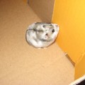 honden foto Snoetje mijn tweede hamster in haar kleurovergang