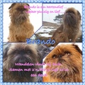 honden foto Collage van Brando, gemaakt door Philicia.
