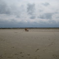 honden foto 