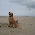 honden foto 