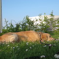 honden foto 