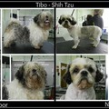 honden foto Gered door mijn nicht bij iemand die hem overdag continu buiten zette en hem verwaarloosde. Daarna vroeg ze me og ik hem een trimbeurt wilde geven. Zijn hele vacht was 1 grote vilt :'( En na een goede scheerbeurt, heel wat knippen, 3 x wassen en drogen, nascheren en na knippen ziet hij er nu heel wat beter uit :-D Een hele nieuwe goede start dus voor hem :-D Hij leeft nu ook binnen en mag zelfs bij op bed slapen :-D
