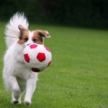 honden foto 