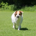 honden foto 
