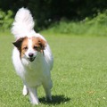 honden foto 