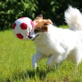 honden foto 