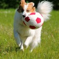 honden foto 