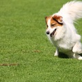 honden foto 