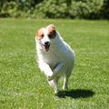 honden foto 