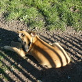honden foto 