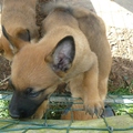honden foto 
