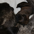 honden foto de jonge kroost van onze laika geboren op 03-10-2010