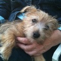 honden foto klein hondje grote hand 