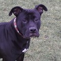 honden foto woef woef  ff voorstellen zegt mn baasje dus maak ik ff tyd voor jullie. Tiani is mn naam ik ben een Bang-dog.ja ja rare naam maar is niet anders.ik ben groot en heeeeeel erg lief zegt iedereen,ik won samen met mn grootste(kleine)vriend Bennie en kattenvriend Tommie. en baasje Zandra en vele reptielen.