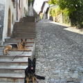 honden foto 