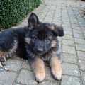 honden foto 
