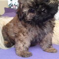 honden foto Nikita (shih tzu) 9 weekjes