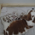 honden foto DE PUPPIES VAN ONZE FLOOR