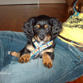 honden foto Schatjee