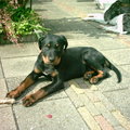 honden foto 