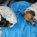 honden foto We doen gewoon even een dutje.