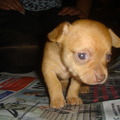 honden foto Hallo.

Ik zal mezelf even voorstellen.
Mijn naam is Gintle en ik ben geboren op 6 oktober 2010.
Ik ben een mooi tan kleurig teefje.
Ik speel graag met mijn broer en mijn zusjes en vind het ook fijn om even te knuffelen met mijn baasjes.
Ik vind het leuk om te klimmen, ik ben stiekem ook wel eens uit de werpkist geklommen maar dit moet je niet verder vertellen hoor!
Als ik wakker word zetten mijn baasjes mij eerst op een krantje zodat ik even een plasje kan gaan doen.
Hierdoor word ik krantzindelijk.
Ik word in huiselijke kring opgevoed met alle dagenlijkse geluidjes.
Mijn mama en papa wonen hier allebei.

Mijn mama en papa zijn allebei kortharige chihuahua's.
Mijn mama is chocolade bruin met een wit borstje.
Zij weegt 2,5 kilo en is 19 cm groot.

Mijn papa is donker tan kleurig met een wit borstje.
Hij weegt 2,8 kilo en is 16 cm groot.
Mijn papa is ook heel gespierd, dus ik denk dat ik ook gespierd word.

woensdag 10 november zijn mijn broertje, zusjes en ik 5 weken oud.
Als wij 6 weken oud zijn krijgen wij onze 1e inenting en weer een ontwormingskuur.
Bij 7 a 8 weken oud mogen wij weg bij onze mama en papa.


Wilt u eens na mij komen kijken dan kunt u altijd even mijn baasje bellen of mailen voor een afspraak!
Als u mij wilt reserveren vraagt mijn baasje wel een aanbetaling van €300,-

Prijs: €800,-