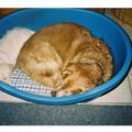 honden foto samen in de mand