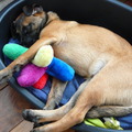 honden foto 