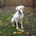 honden foto Lexi 6 maand