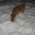 honden foto Rakker in de sneeuw