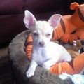 honden foto Chico in zijn nieuwe mand...