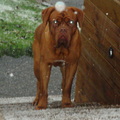 honden foto Zelfs onze reu geniet van de eerste sneeuwval