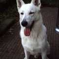 honden foto Rohwyn van de Timberhoeve