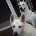 honden foto Rohwyn en lamâr