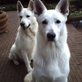 honden foto Rohwyn en Lamâr