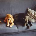honden foto Quini en Chiko