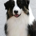 honden foto 