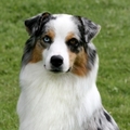 honden foto 
