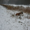honden foto Kaya en Tyson spelen