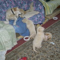 honden foto 